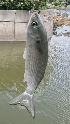 ボラの釣果