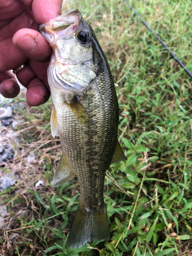 ラージマウスバスの釣果