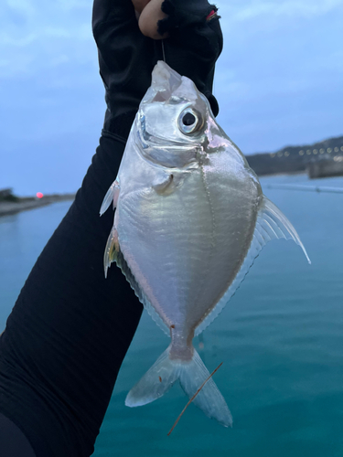 セイタカヒイラギの釣果