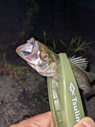 セイゴ（マルスズキ）の釣果