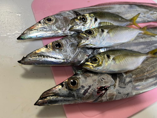 タチウオの釣果