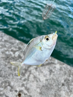 シマヒイラギの釣果