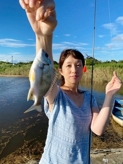 キビレの釣果