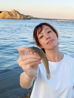 ハゼの釣果
