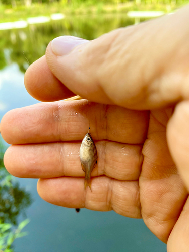 タナゴの釣果