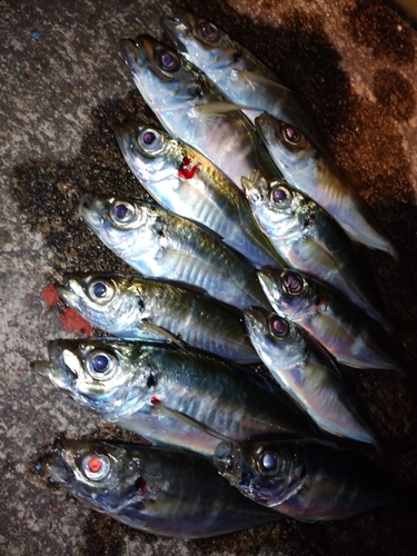 アジの釣果