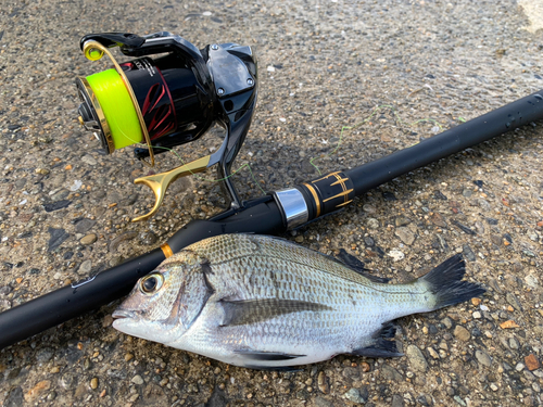 クロダイの釣果