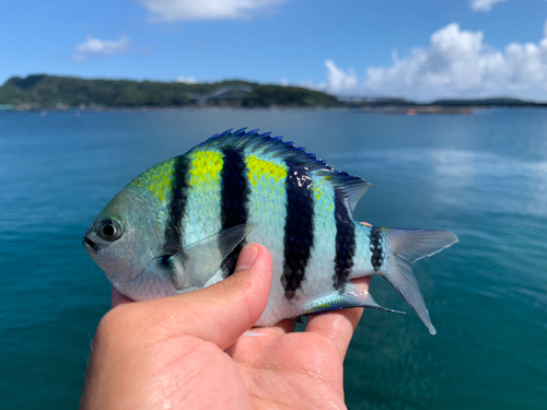 オヤビッチャの釣果