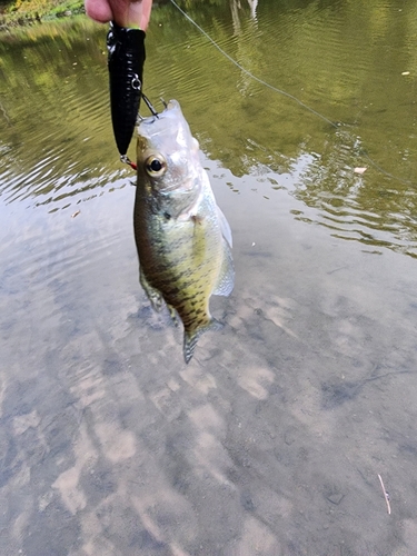 ブルーギルの釣果