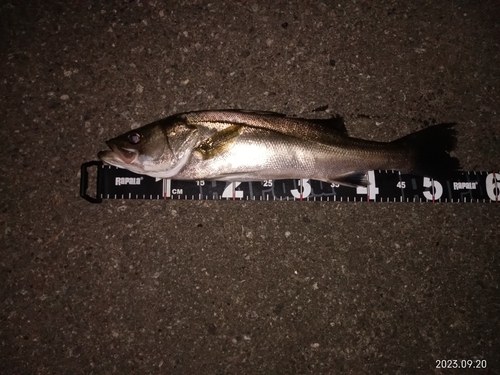 シーバスの釣果