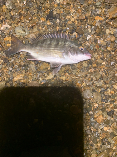 クロダイの釣果