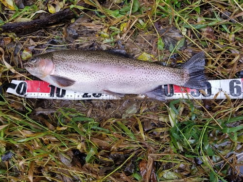 ニジマスの釣果