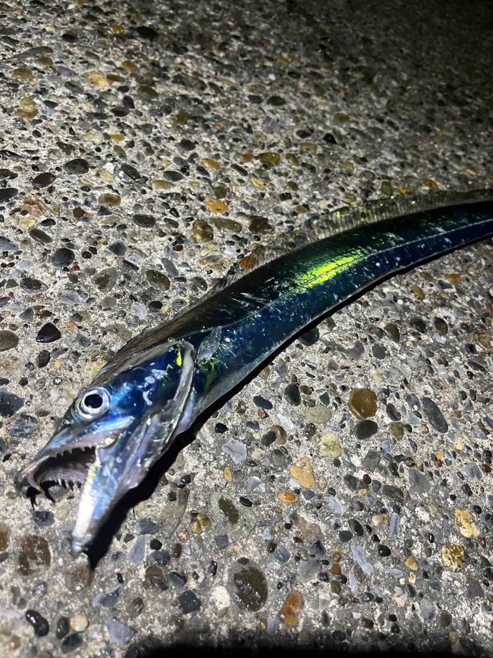 タチウオ
