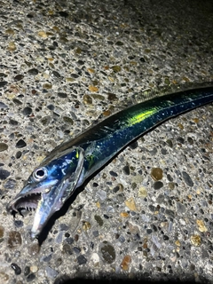 タチウオの釣果