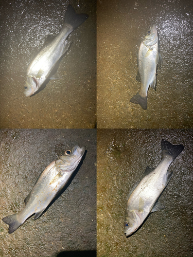 シーバスの釣果