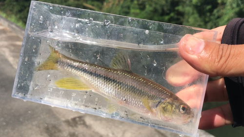 カワムツの釣果