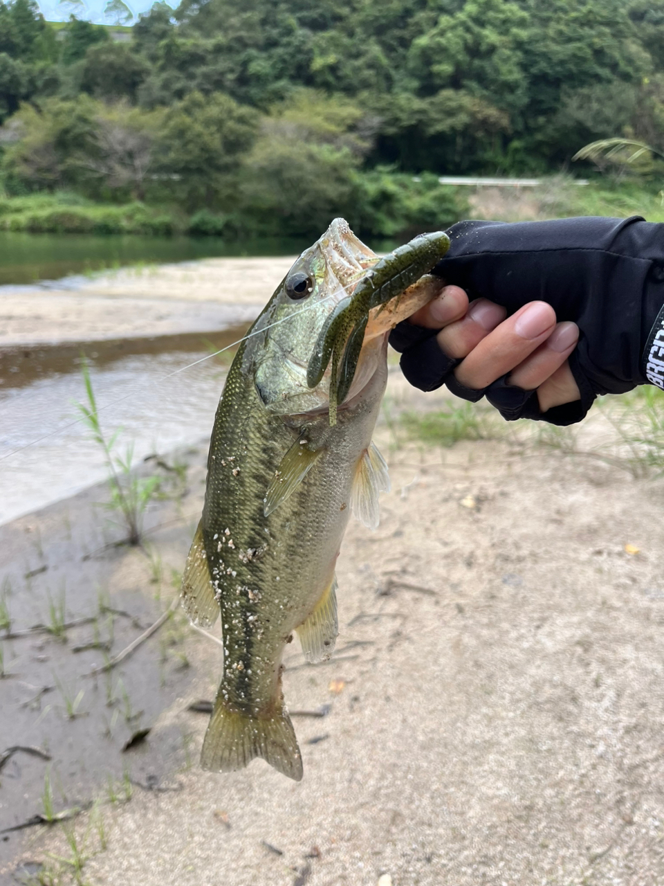 ブラックバス