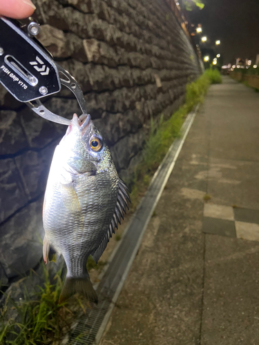 キビレの釣果