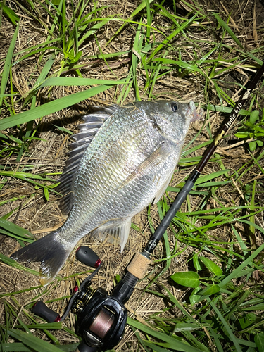 キビレの釣果