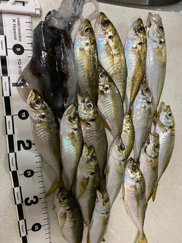 アジの釣果