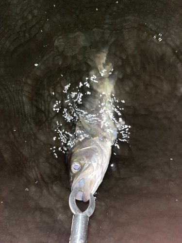 セイゴ（マルスズキ）の釣果