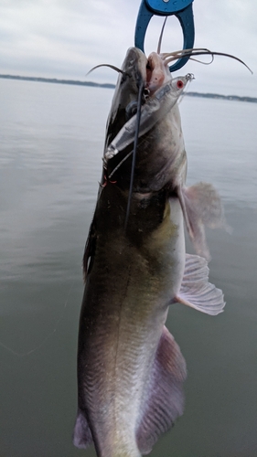 アメリカナマズの釣果