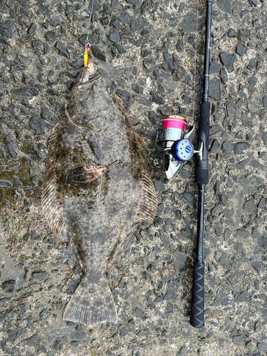ヒラメの釣果