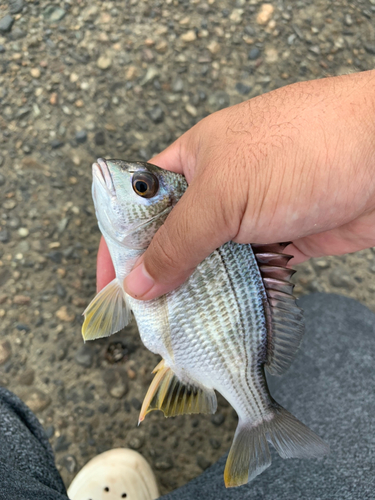 キビレの釣果