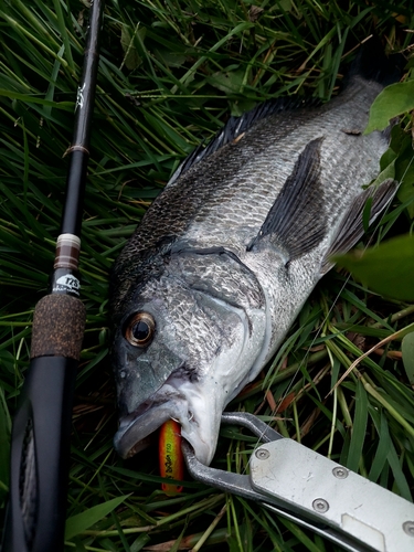 チヌの釣果