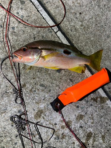 ヨコスジフエダイの釣果