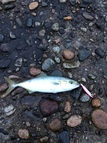 ツバイソの釣果