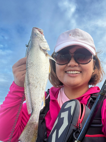 ニベの釣果