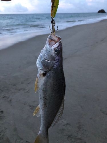 イシモチの釣果