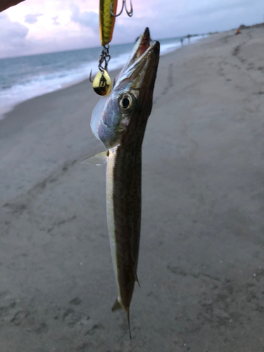 カマスの釣果