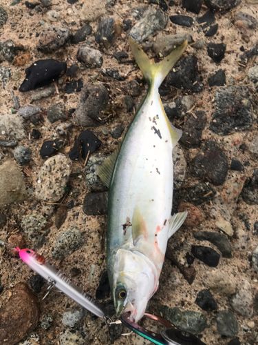 コズクラの釣果