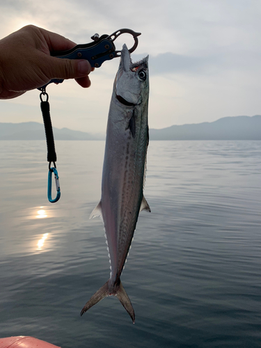 サゴシの釣果