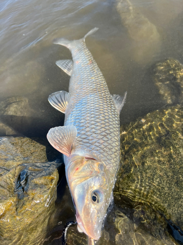 ニゴイの釣果