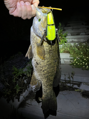 スモールマウスバスの釣果