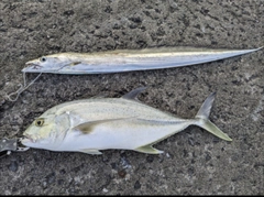 オニヒラアジの釣果