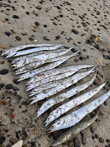 タチウオの釣果