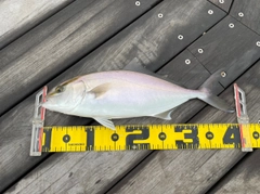 ショゴの釣果