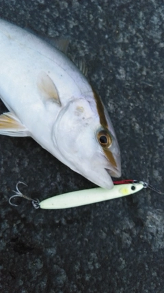 ショゴの釣果