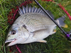 キチヌの釣果