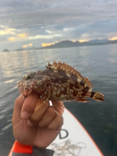 アラカブの釣果