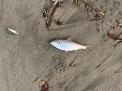 コノシロの釣果