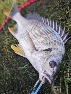 キチヌの釣果