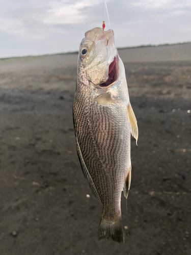 イシモチの釣果