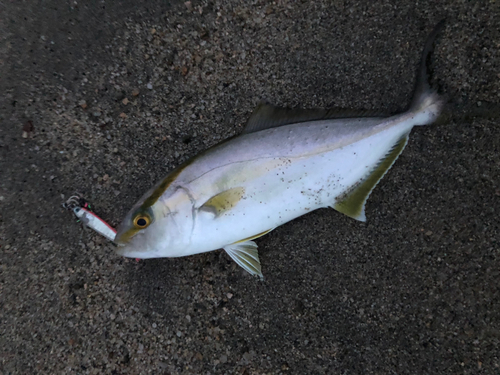 ショゴの釣果