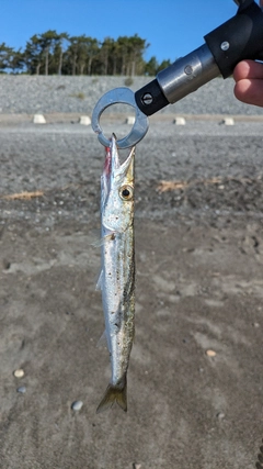 カマスの釣果