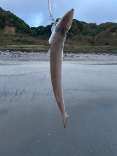 カマスの釣果